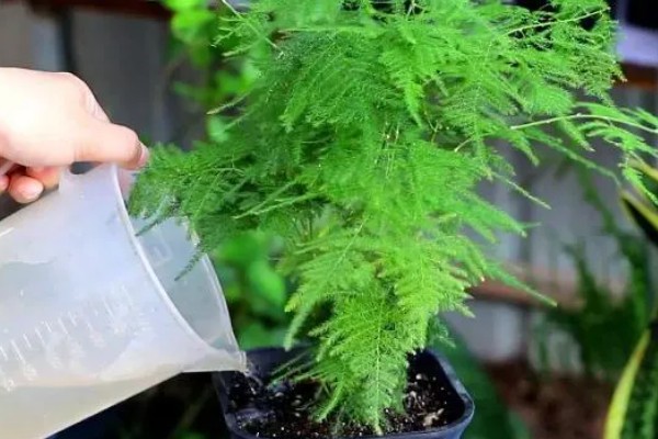 文竹什么时候开花，环境适宜3年之内就会开花