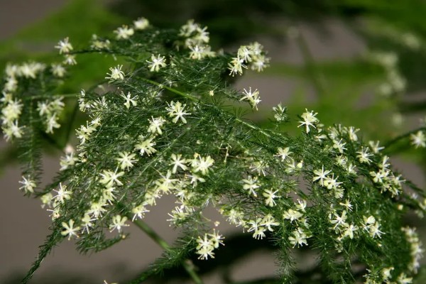 文竹什么时候开花，环境适宜3年之内就会开花