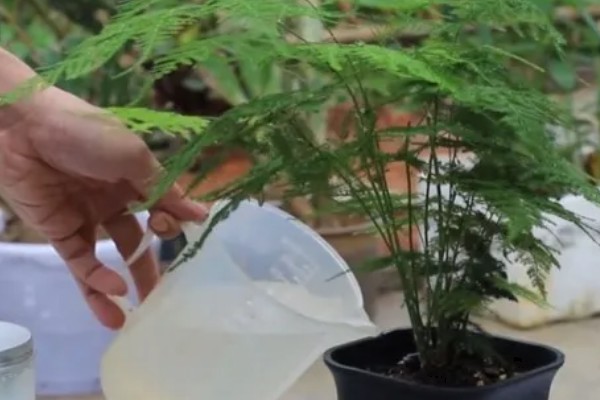 文竹什么时候开花，环境适宜3年之内就会开花