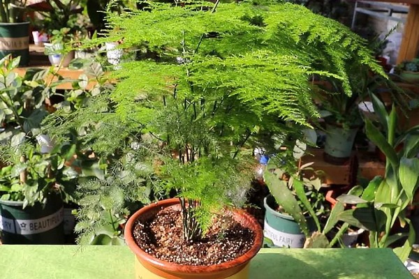 文竹什么时候开花，环境适宜3年之内就会开花