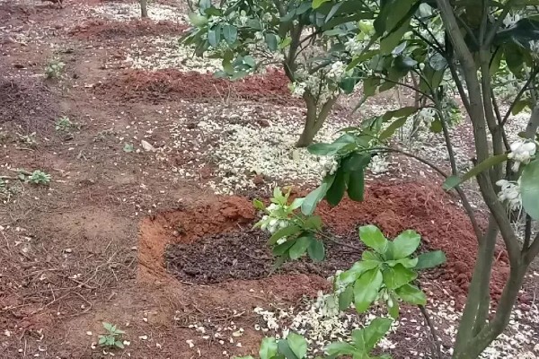 柚子树冻伤后如何处理，需科学施肥