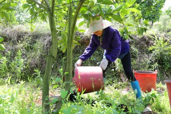 柚子树冻伤后如何处理，需科学施肥