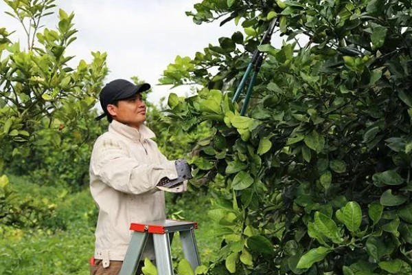 柚子树冻伤后如何处理，需科学施肥