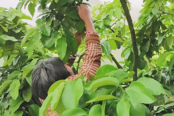 柚子树冻伤后如何处理，需科学施肥