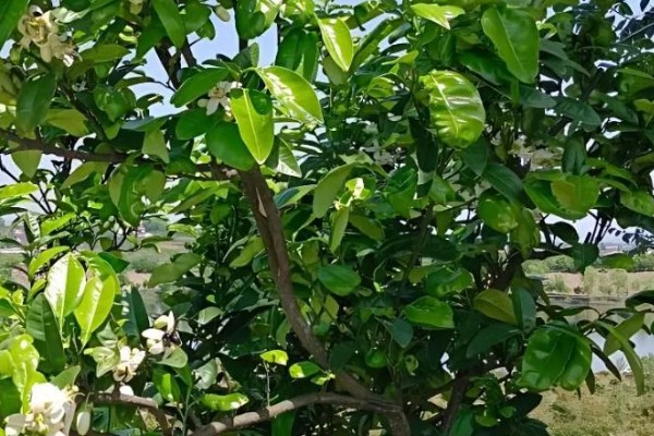 柚子树冻伤后如何处理，需科学施肥