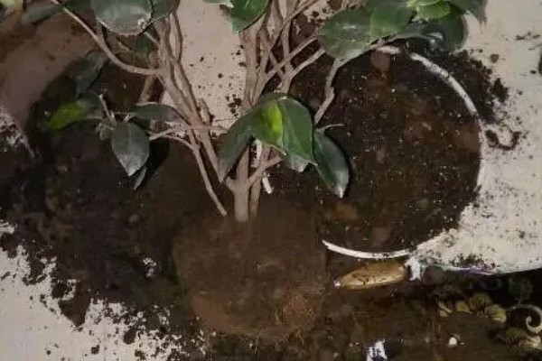 茶花叶子发黄干枯如何解决,土壤不适可更换疏松透气的微酸性土壤