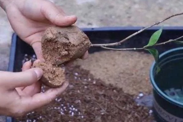 茶花叶子发黄干枯如何解决,土壤不适可更换疏松透气的微酸性土壤