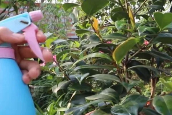 茶花叶子发黄干枯如何解决,土壤不适可更换疏松透气的微酸性土壤