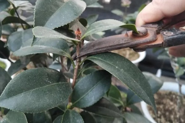 茶花叶子发黄干枯如何解决,土壤不适可更换疏松透气的微酸性土壤