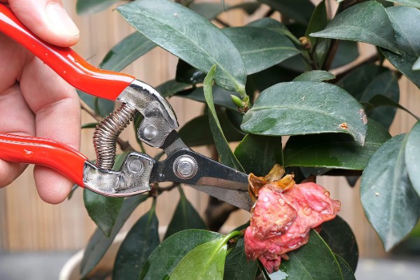 茶花叶子发黄干枯如何解决,土壤不适可更换疏松透气的微酸性土壤