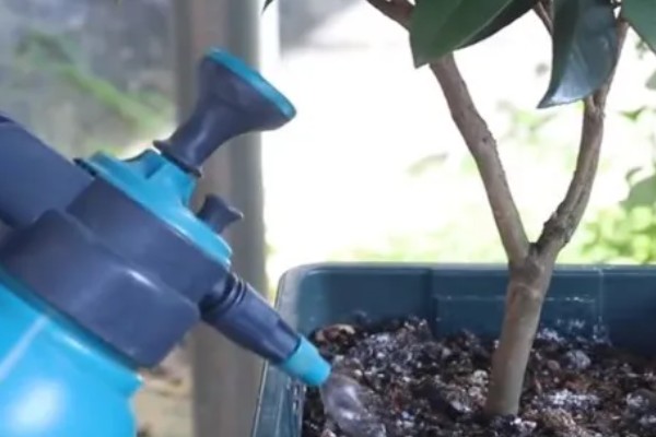 茶花叶子发黄干枯如何解决,土壤不适可更换疏松透气的微酸性土壤