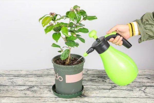 茶花叶子发黄干枯如何解决,土壤不适可更换疏松透气的微酸性土壤