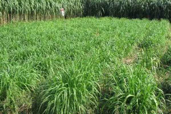 牧草种子的生产技术，种子田的周围要架设围栏