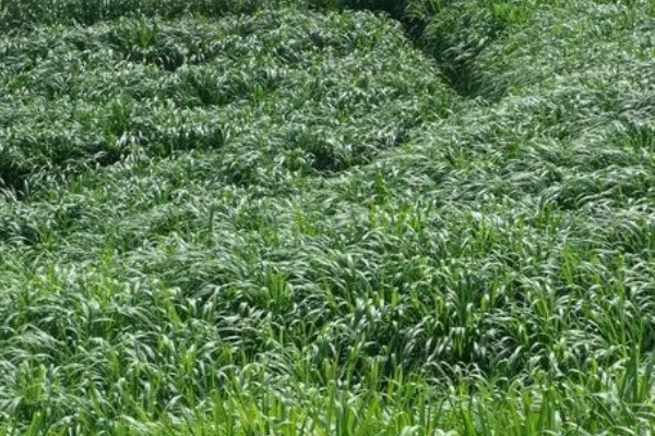 牧草种子的生产技术，种子田的周围要架设围栏