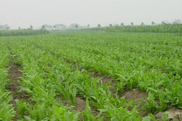 牧草种子的生产技术，种子田的周围要架设围栏