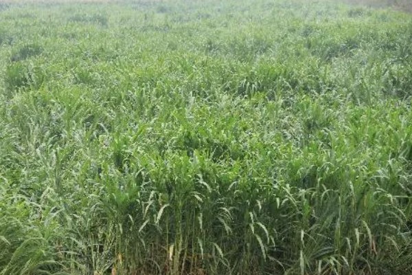 牧草种子的生产技术，种子田的周围要架设围栏