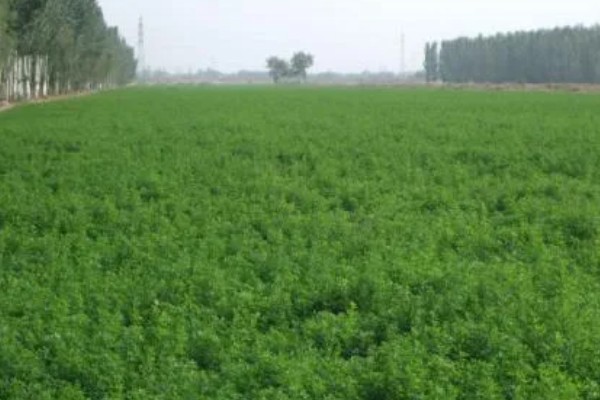 牧草种子的生产技术，种子田的周围要架设围栏