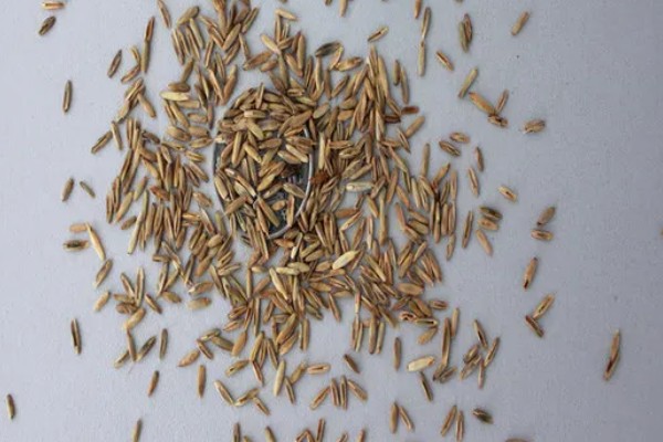 牧草种子的生产技术，种子田的周围要架设围栏