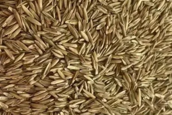 牧草种子的生产技术，种子田的周围要架设围栏