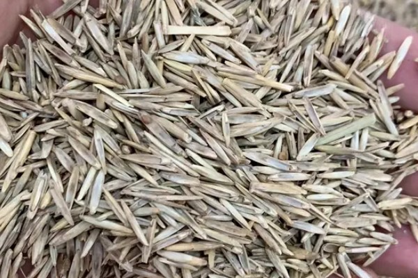 牧草种子的生产技术，种子田的周围要架设围栏