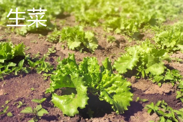 生菜与春菜的区别，品种和外形均不同