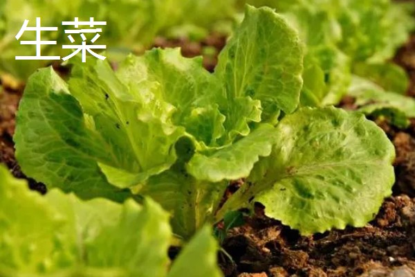生菜与春菜的区别，品种和外形均不同