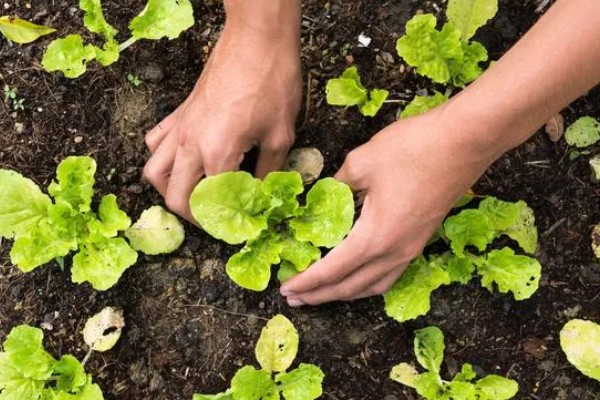 生菜与春菜的区别，品种和外形均不同