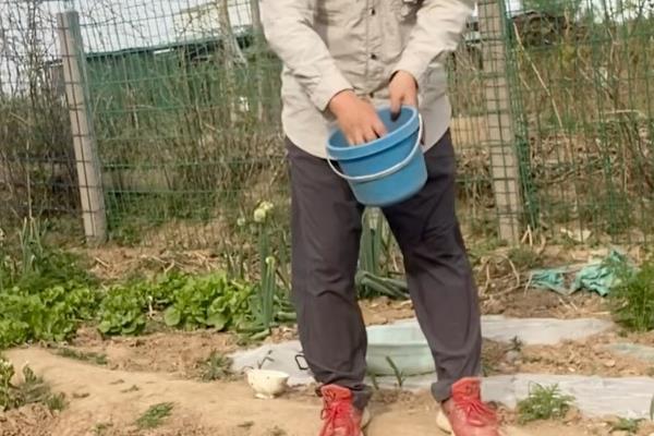 春白菜怎么种植，株行距保持在25厘米左右