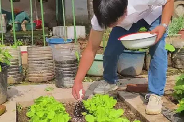 春白菜怎么种植，株行距保持在25厘米左右