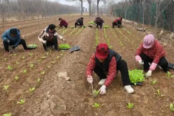 春白菜怎么种植，株行距保持在25厘米左右