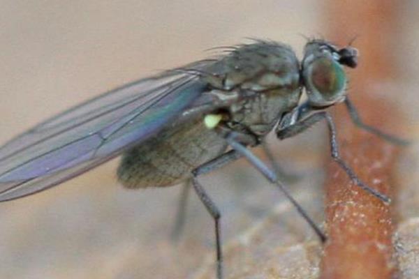 稻杆潜蝇对水稻的危害及影响，幼虫蛀入茎内为害心叶