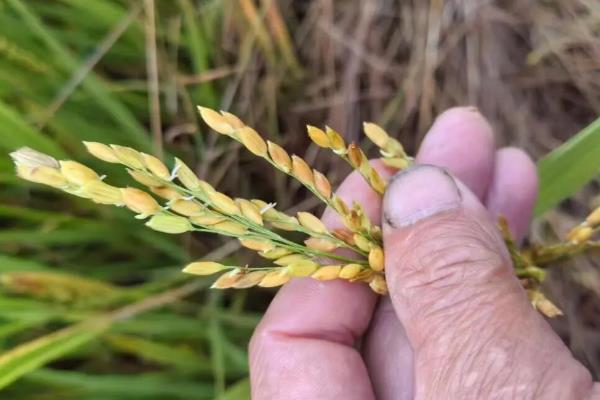 稻杆潜蝇对水稻的危害及影响，幼虫蛀入茎内为害心叶