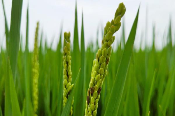 稻杆潜蝇对水稻的危害及影响，幼虫蛀入茎内为害心叶