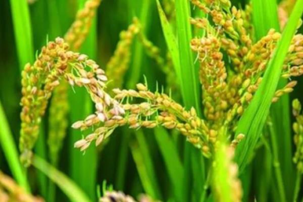 稻杆潜蝇对水稻的危害及影响，幼虫蛀入茎内为害心叶