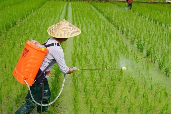 稻杆潜蝇对水稻的危害及影响，幼虫蛀入茎内为害心叶