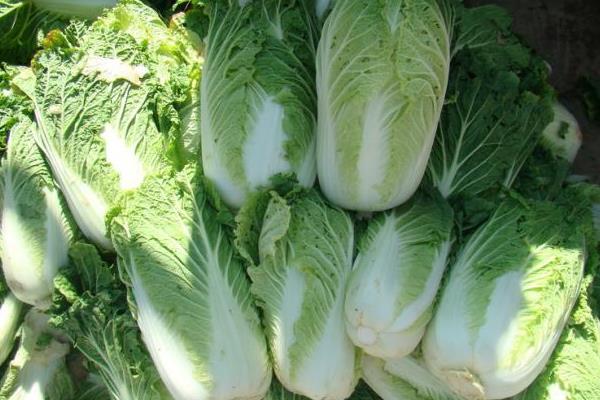 春白菜怎么种植，株行距保持在25厘米左右