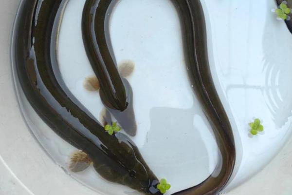 鳗鱼买回来放水里养会不会死，通常可存活7天左右