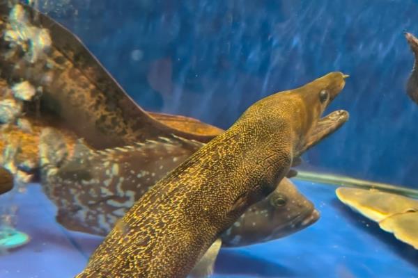 鳗鱼买回来放水里养会不会死，通常可存活7天左右