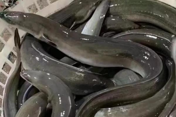 鳗鱼买回来放水里养会不会死，通常可存活7天左右