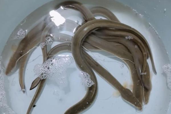 鳗鱼买回来放水里养会不会死，通常可存活7天左右