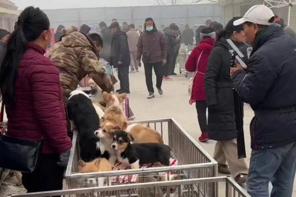 狗狗的特点，不同品种的特点有区别
