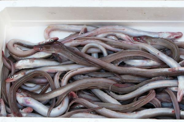 鳗鱼买回来放水里养会不会死，通常可存活7天左右