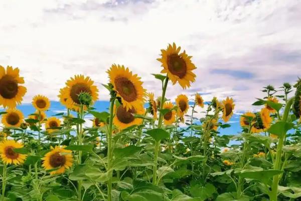 哪些植物可以种在碱地中，常见沙枣、枸杞、梨树等品种