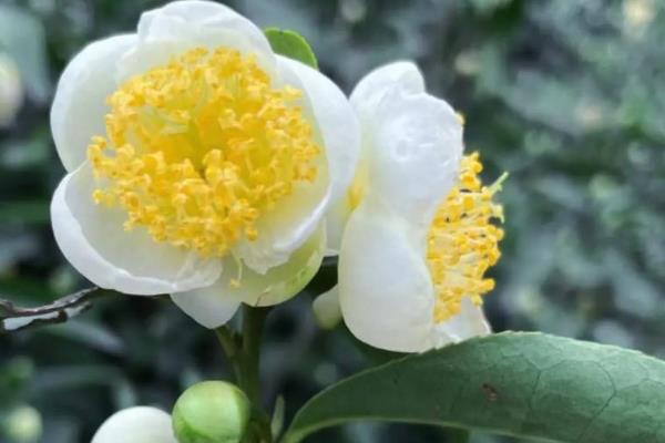 茶树的开花时间，一般10月至翌年2月开花