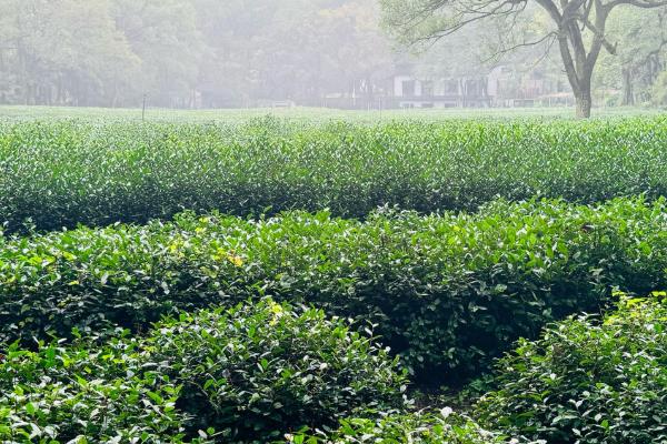 茶树的开花时间，一般10月至翌年2月开花