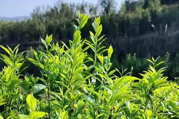 茶树的开花时间，一般10月至翌年2月开花