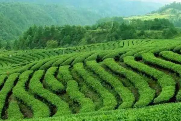 茶树的开花时间，一般10月至翌年2月开花