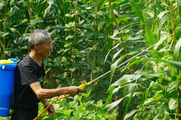 除草剂如何混用除草效果好，常见以下5种混剂