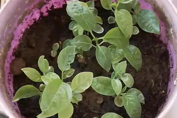 百香果怎么摘心，需要将主干上的心摘掉