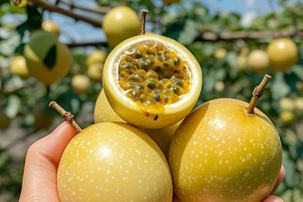 百香果怎么摘心，需要将主干上的心摘掉